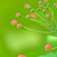 唯美好看的花草树高清微信风景头像我可以抱你