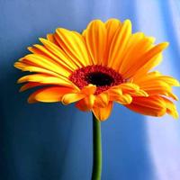 你是我心中一道风景唯美清新花花草草个性头像