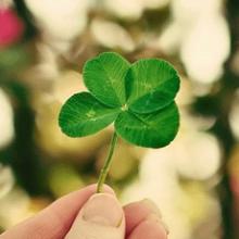 虞美人栽培繁殖养护病虫