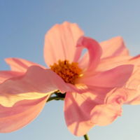 清康熙画珐琅花卉方盘款