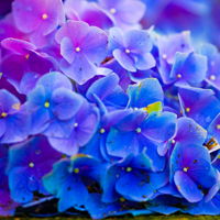 特价餐吊灯田园花草灯花