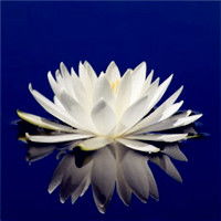 成都百花草益寿茶