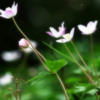 微信头像女生欧美带花对爱己经无计可施该找谁