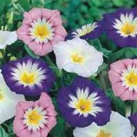 樱花草情若自控左右一对