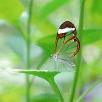 各种盆栽花的名字图片,中国花卉网盆栽花,盆栽花