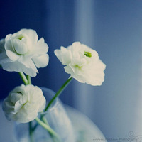 微信鲜花头像图片意境小清新的花格外美丽好看