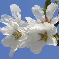 纯白花朵的头像让美宁静 纯白花朵的头像让美宁静