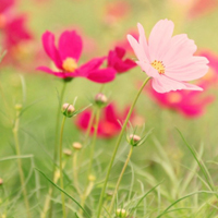 微信空间静态唯美花头像花海的世界