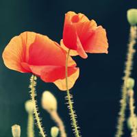 把握现在的美好才不会再一次失去娇巧迷人花儿