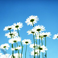 好看的花儿微信个性头像,漂亮的风景