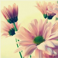 菊花微信头像素材有关于花儿的微信头像漂亮花