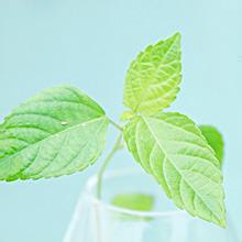 那些花儿女生微信头像,女生头像微信头像个性微