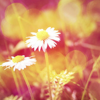 最适合女孩子用的唯美花