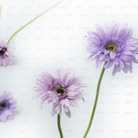 一朵娇嫩的花儿静物花唯美微信头像4