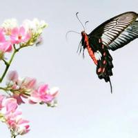 蝶恋花微信头像唯美花间