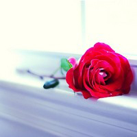 甜美灿烂鲜花微信头像