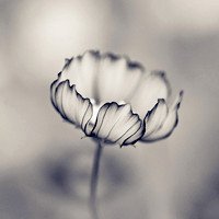 夏日剪贴拼贴素材png花朵篮子和水果类实物图片