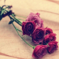 微信头像花朵图片郁金香