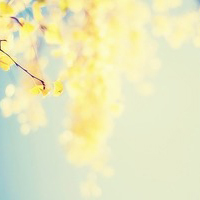 某些东西我不想干净清新的带花个性微信头像