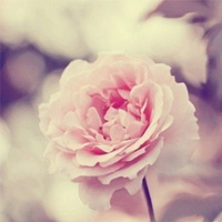 清晰意境唯美的鲜花朵朵微信头像感受花儿的清