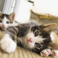 猫咪微信头像萌萌哒的小猫咪