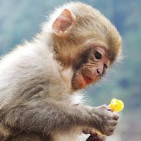 可爱小猴子头像萌萌哒的可爱猴子