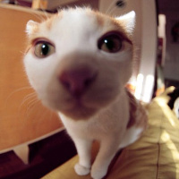 微信头像宠物猫猫女生,东京猫猫微信头像,微信猫猫头像,可爱猫猫微信