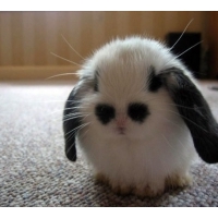 可爱小动物微信头像超萌调皮的小动物兔子猫狗个性