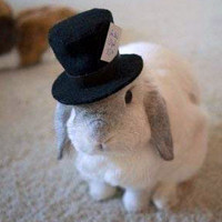 可爱卖萌搞笑动物头像图片各种小动物都有,动物感情也是很深的