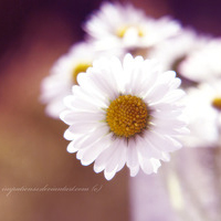 是谁记得又是谁忘了温暖简单的唯美带花静态个性头像