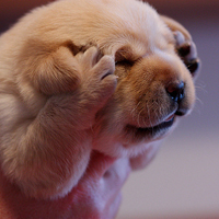 廖炜可爱头像狗唯美可爱萌宠汪星人头像