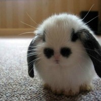 壁纸动物猫咪头像动物猫