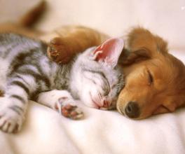 可爱的动物萌微信头像