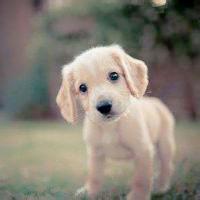 共11张微信动物头像TheDogs