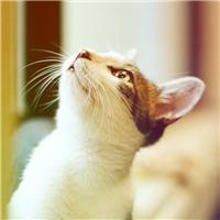 可爱动物微信头像梦幻中的可爱动物