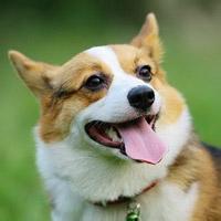 卡通动物头像矢量图图片头像微信