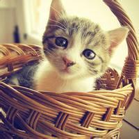 樱桃小丸子婚纱头像樱桃小丸子婚纱头像樱桃小丸子婚纱头像