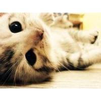 卡通头像呆萌呆萌