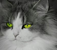 个性网微信头像↘杂食性动物(一群萌货)*动漫*卡通微信群头像好朋友