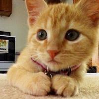 微信个性头像卡哇伊的泰迪可爱狗