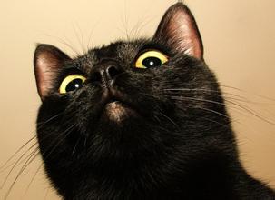 可爱的小萝莉卡通女生微信头像图片碧云轩女生头像动漫呆萌