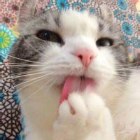 可爱帅气的小动物风景静物头像