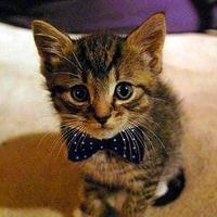 微信老鼠可爱头像,女生卡通头像可爱老鼠,可爱老鼠的动态头像图,