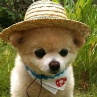 小动物可爱头像我们是会装扮的小动物