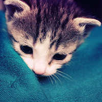 可爱萌猫咪头像卖萌的小猫咪做梦也是甜美的