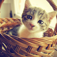 可爱小猫咪卖萌头像猫咪头像图片大全