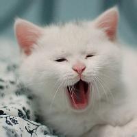 喜欢宠物的男生头像想要问你想不想陪我到地老天荒