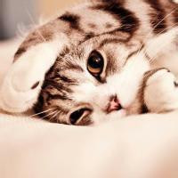 可爱猫咪头像高清