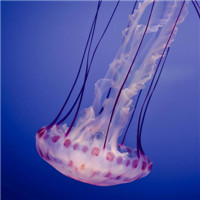 水母头像像伞一样的水母