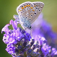 微信蝴蝶头像,蝴蝶微信,微信头像蝴蝶,微信风景蝴蝶,